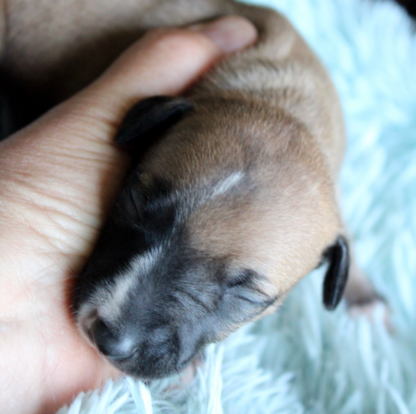 Des Filles D'eole - Chiots disponibles - Whippet