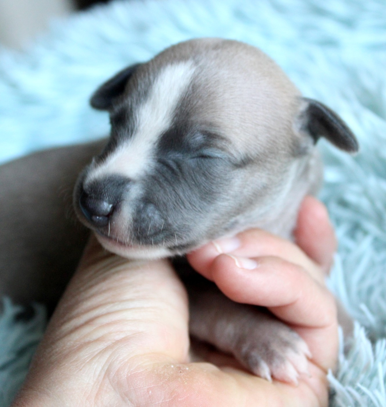 Des Filles D'eole - Chiots disponibles - Whippet