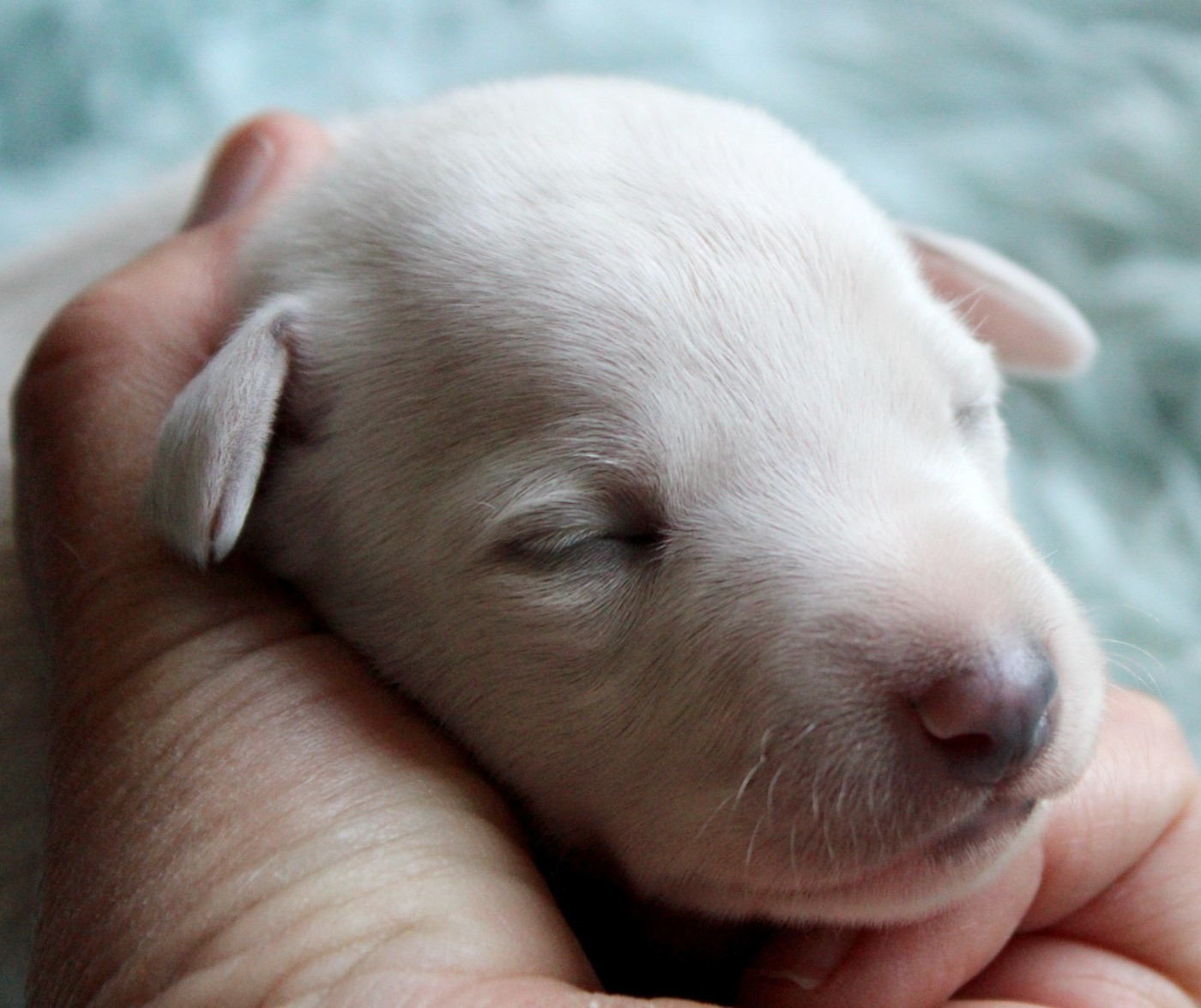 Des Filles D'eole - Chiots disponibles - Whippet