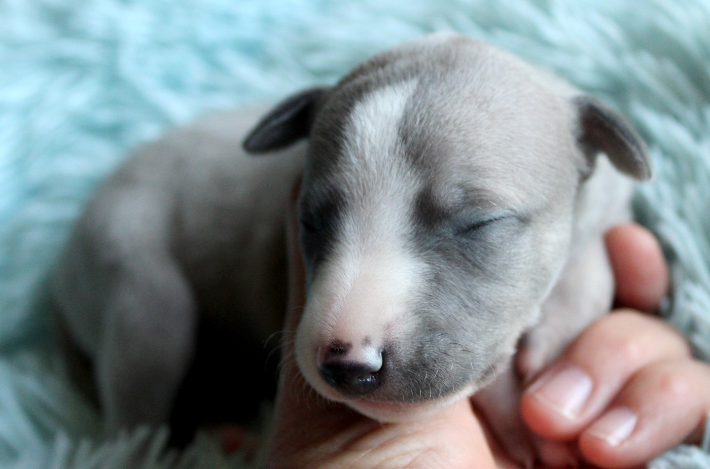 Des Filles D'eole - Chiots disponibles - Whippet