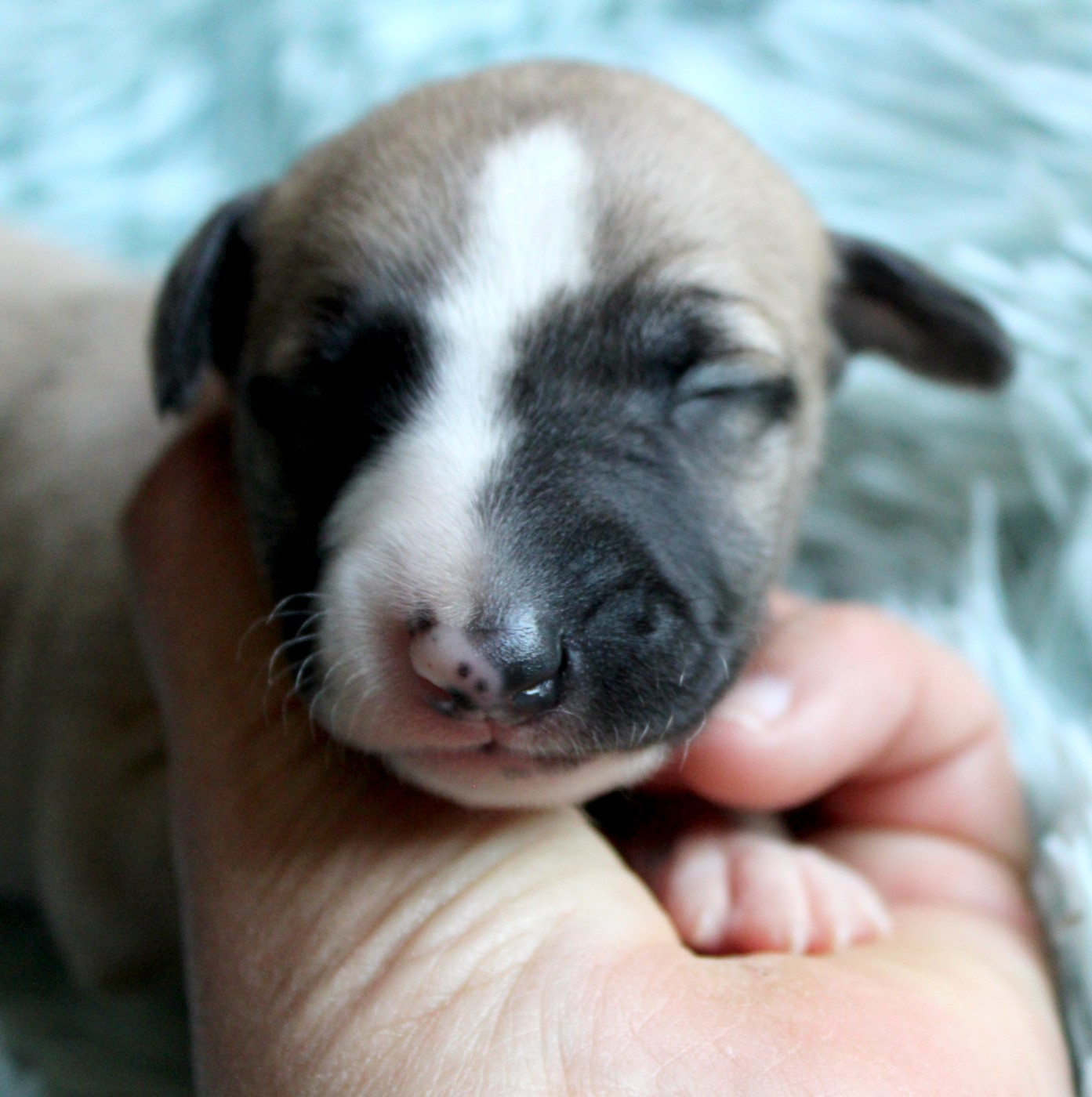 Des Filles D'eole - Chiots disponibles - Whippet