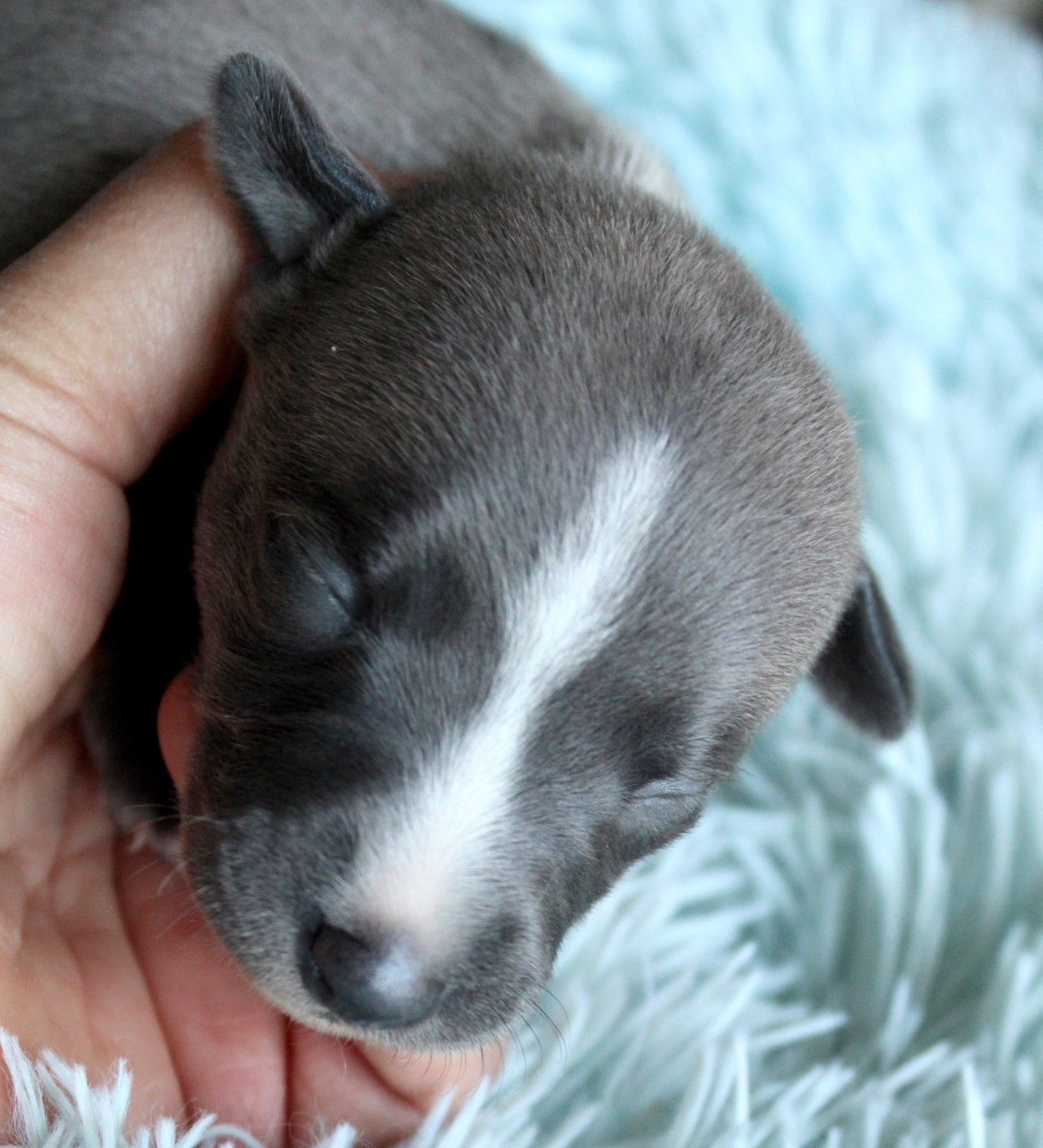 Des Filles D'eole - Chiots disponibles - Whippet