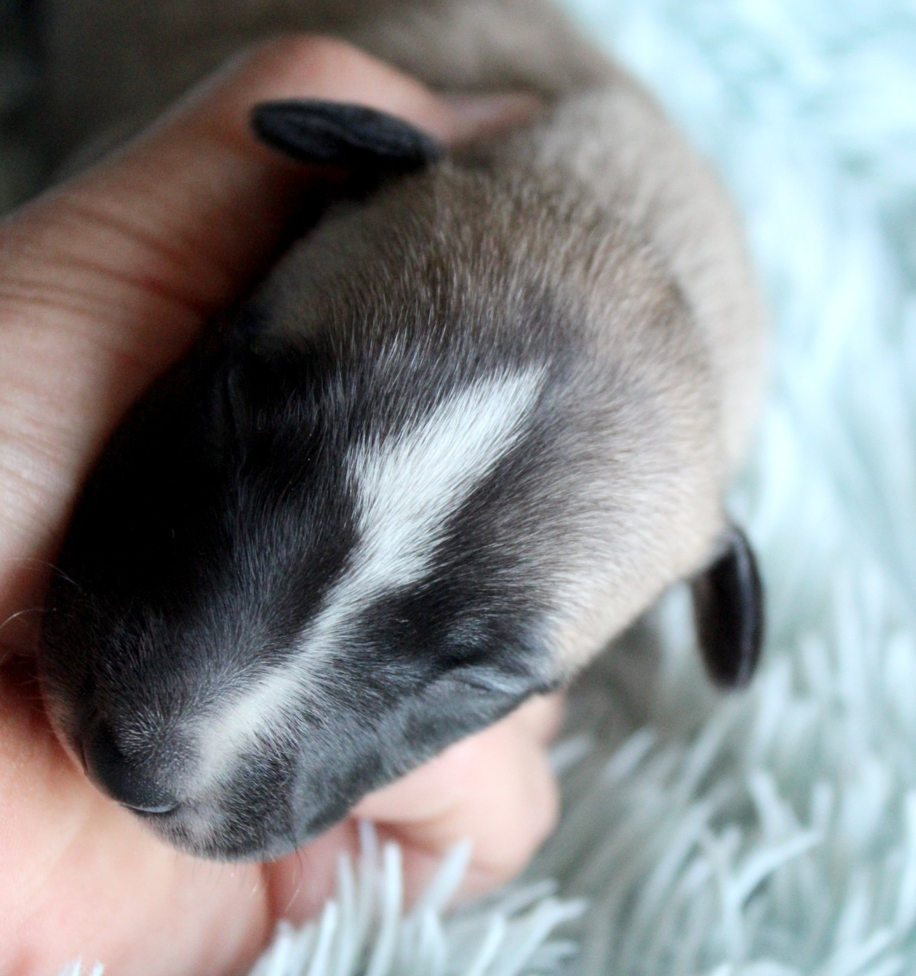Des Filles D'eole - Chiots disponibles - Whippet