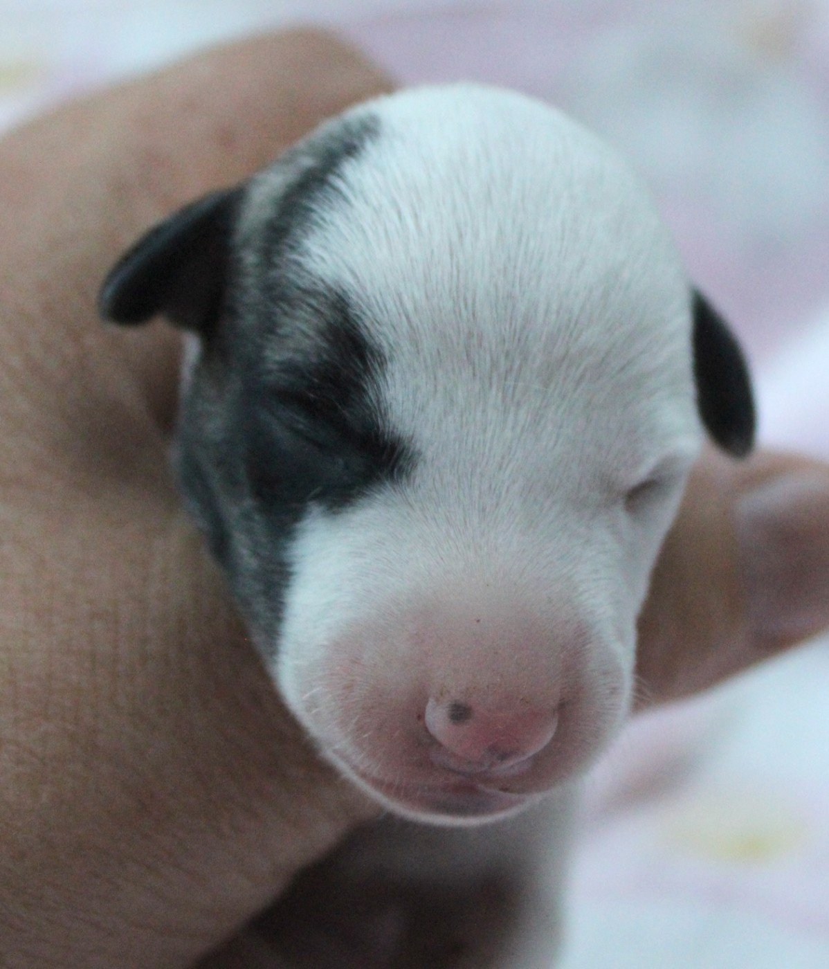Des Filles D'eole - Chiots disponibles - Whippet