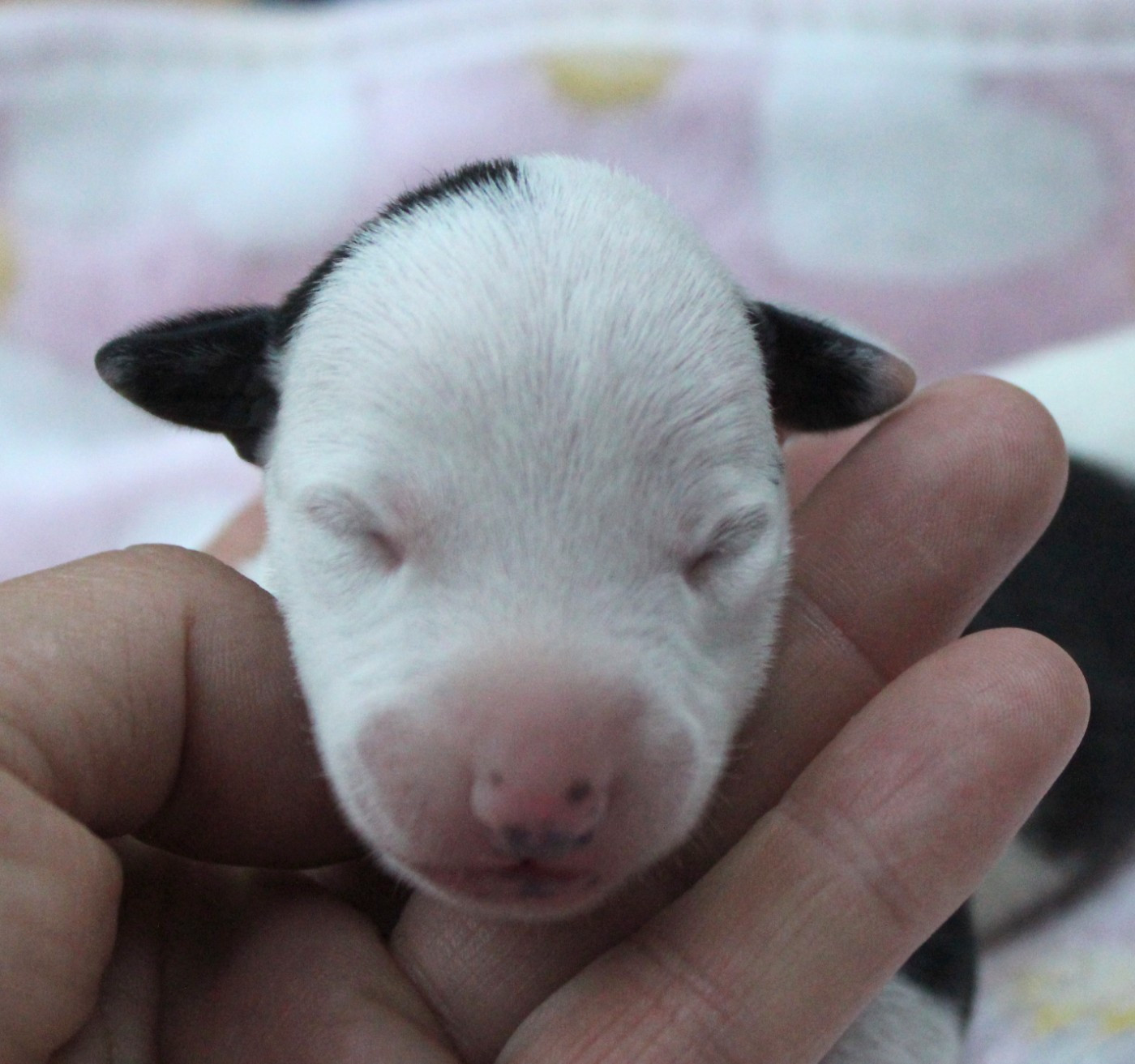 Des Filles D'eole - Chiots disponibles - Whippet
