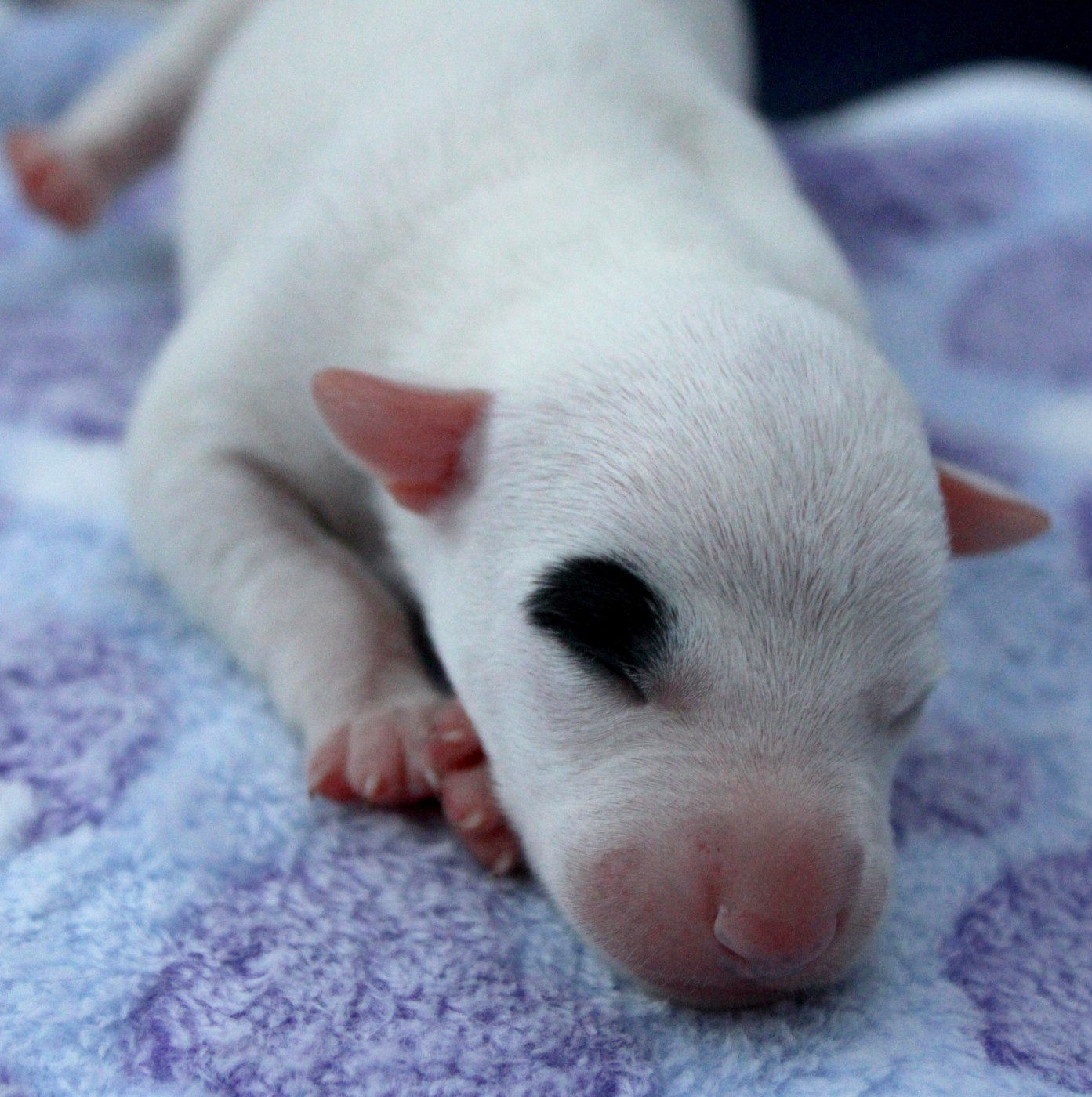Des Filles D'eole - Chiots disponibles - Whippet