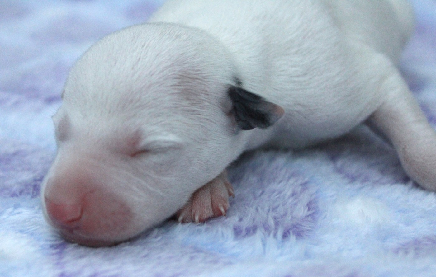 Des Filles D'eole - Chiots disponibles - Whippet