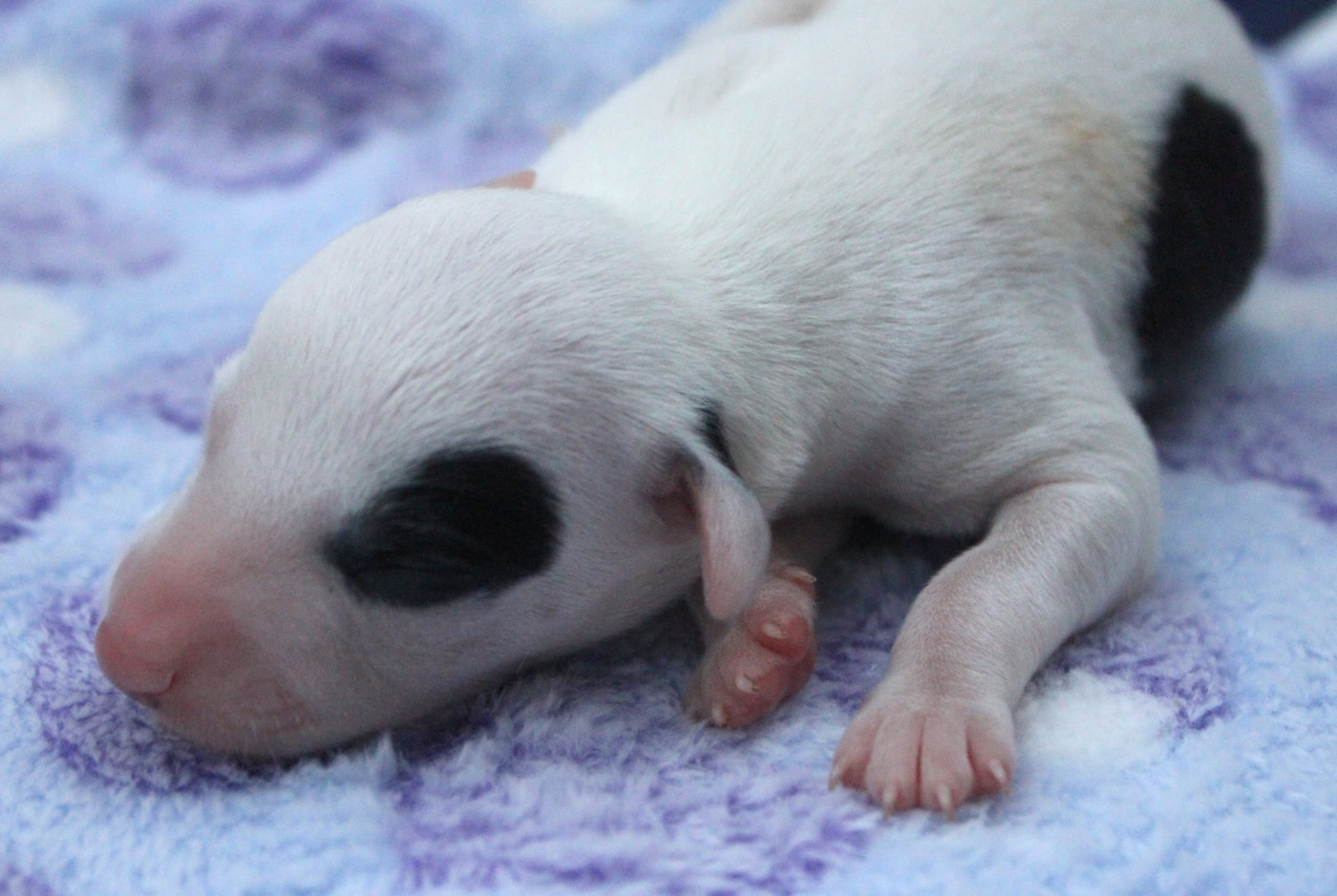 Des Filles D'eole - Chiots disponibles - Whippet