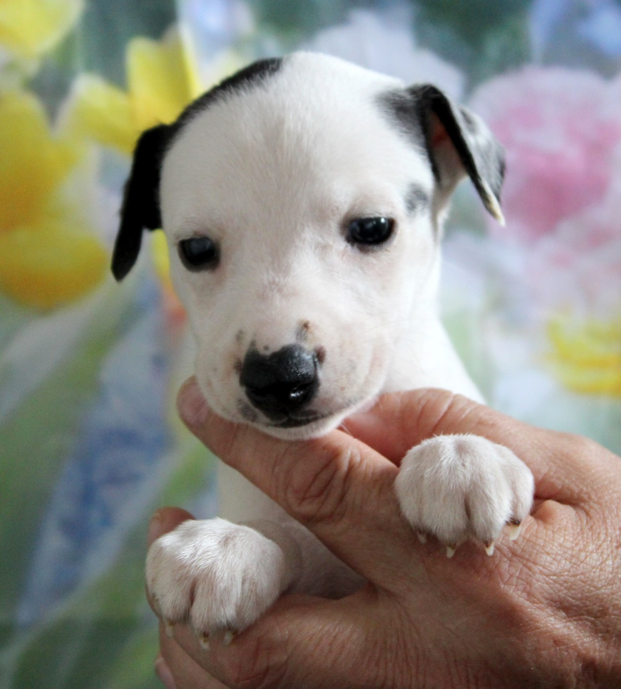 Des Filles D'eole - Chiots disponibles - Whippet