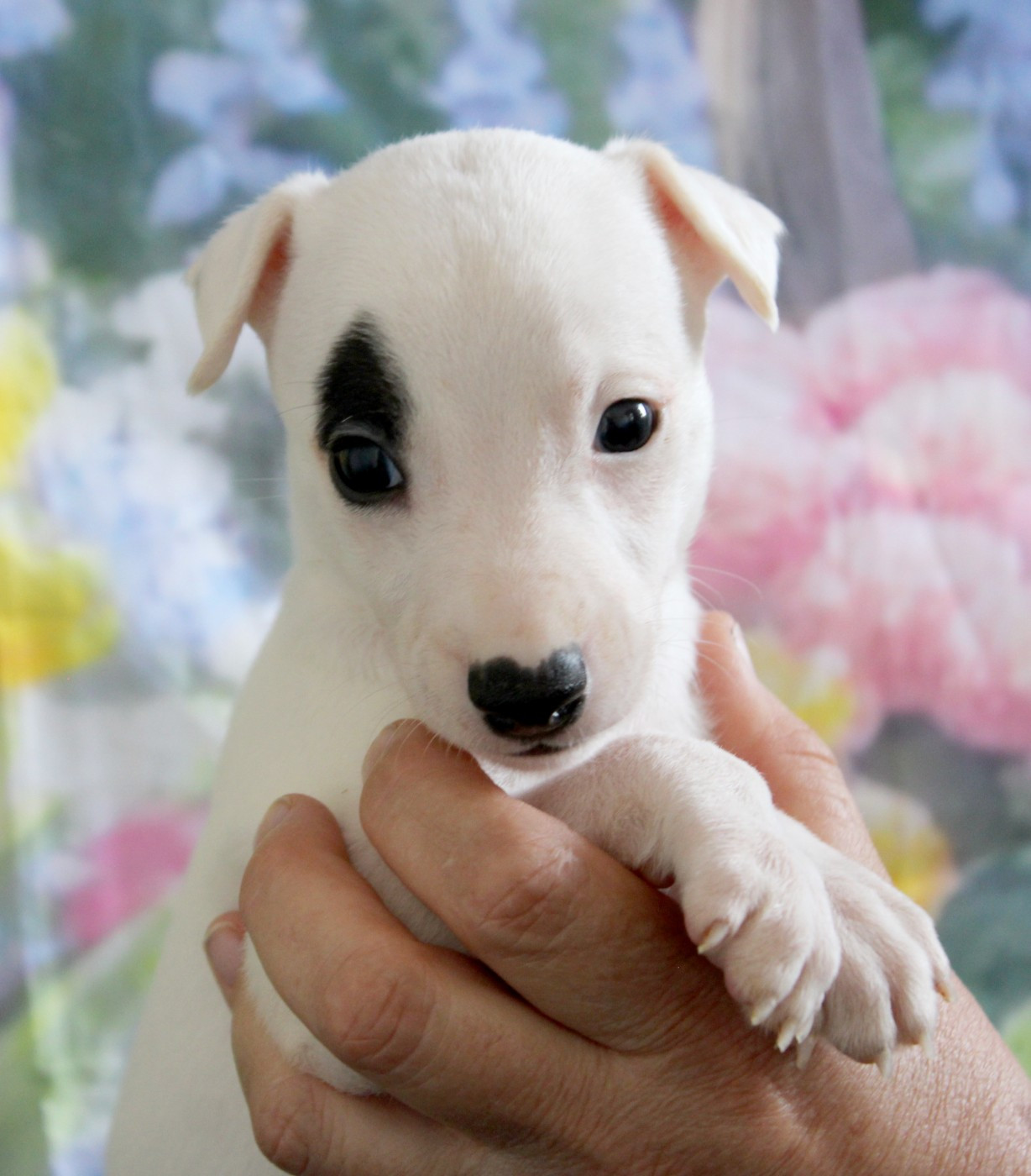 Des Filles D'eole - Chiots disponibles - Whippet