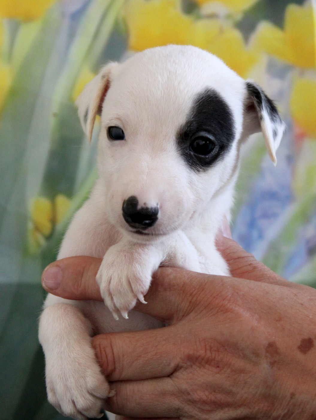 Des Filles D'eole - Chiots disponibles - Whippet