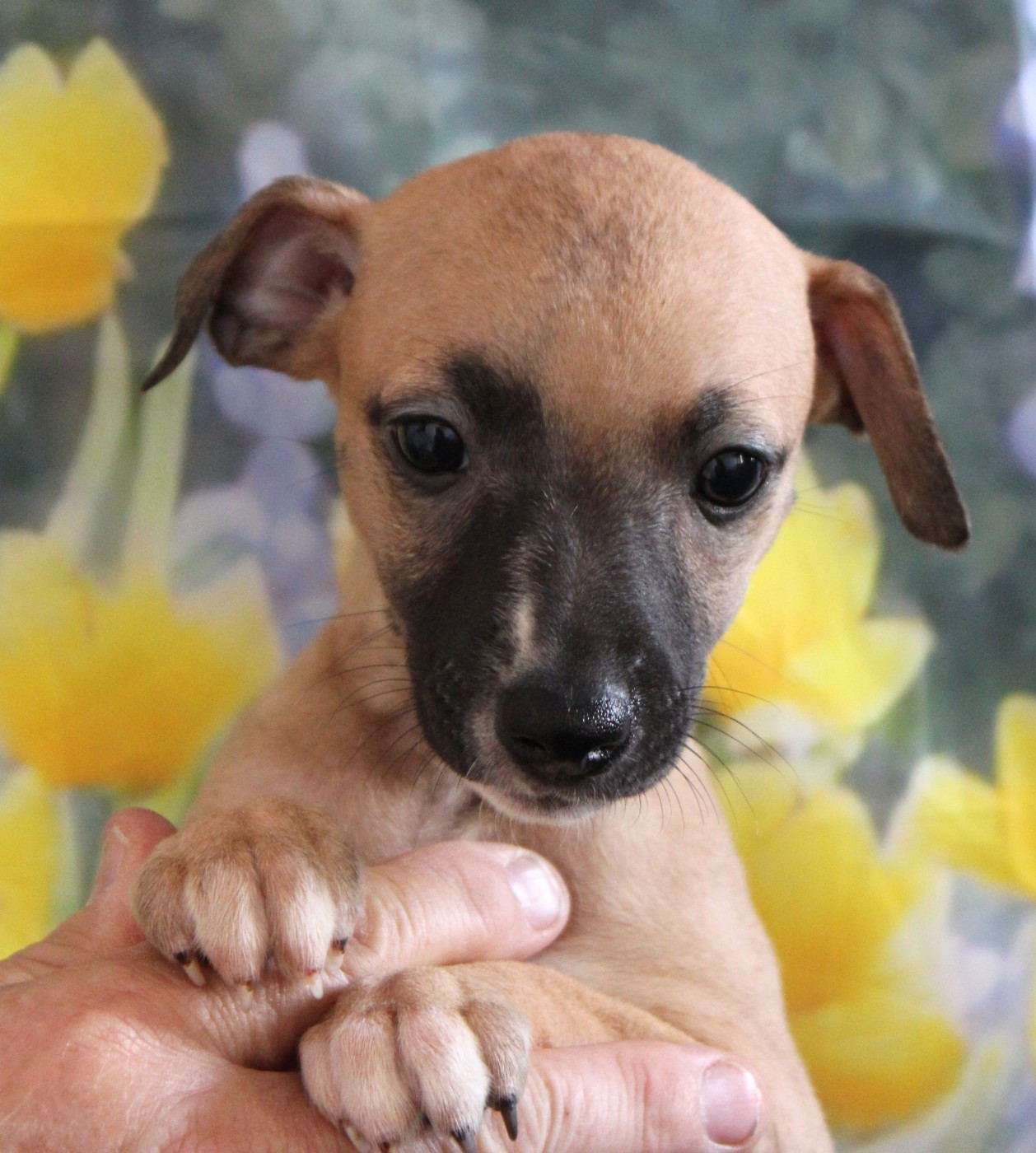 Des Filles D'eole - Chiots disponibles - Whippet