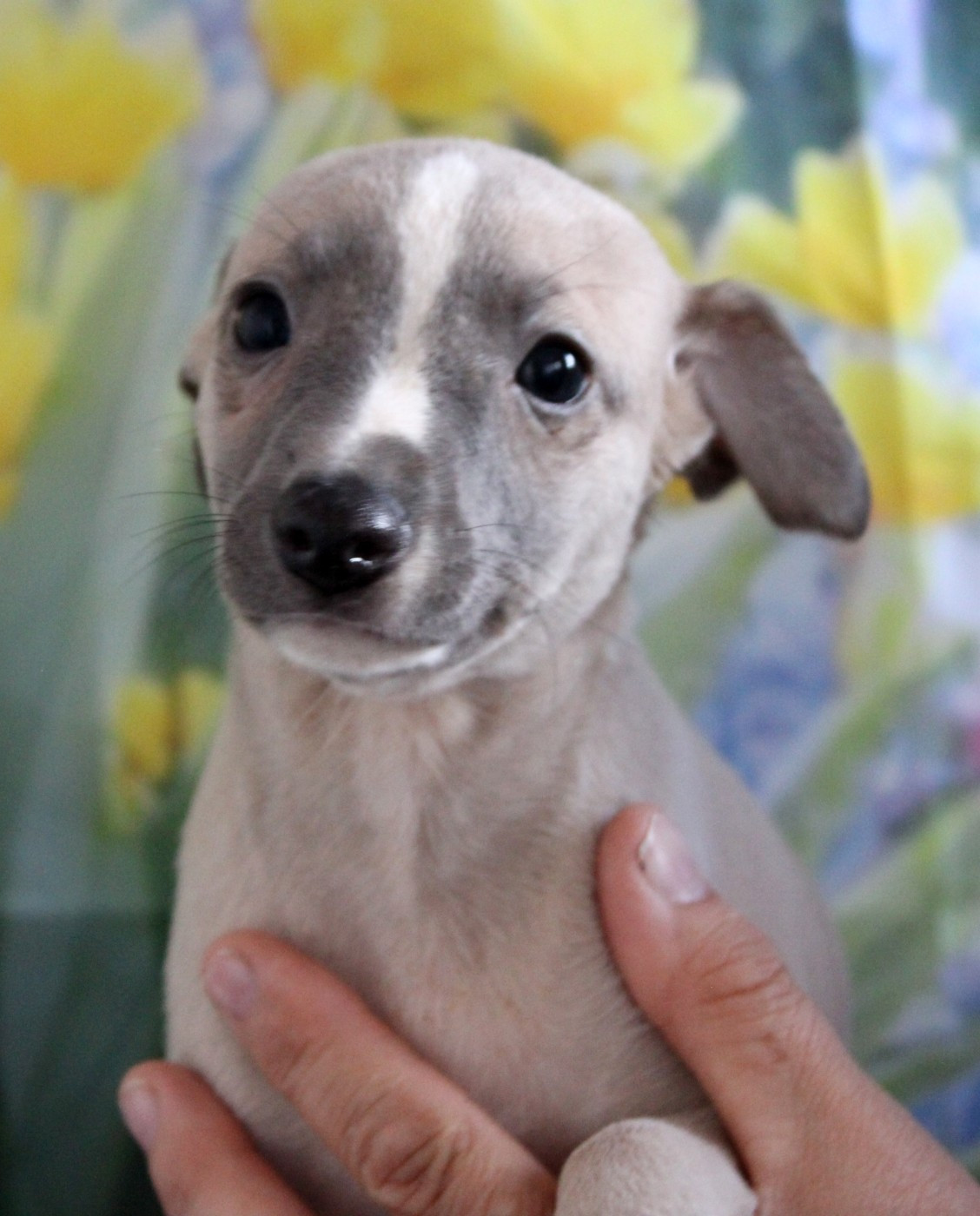 Des Filles D'eole - Chiots disponibles - Whippet