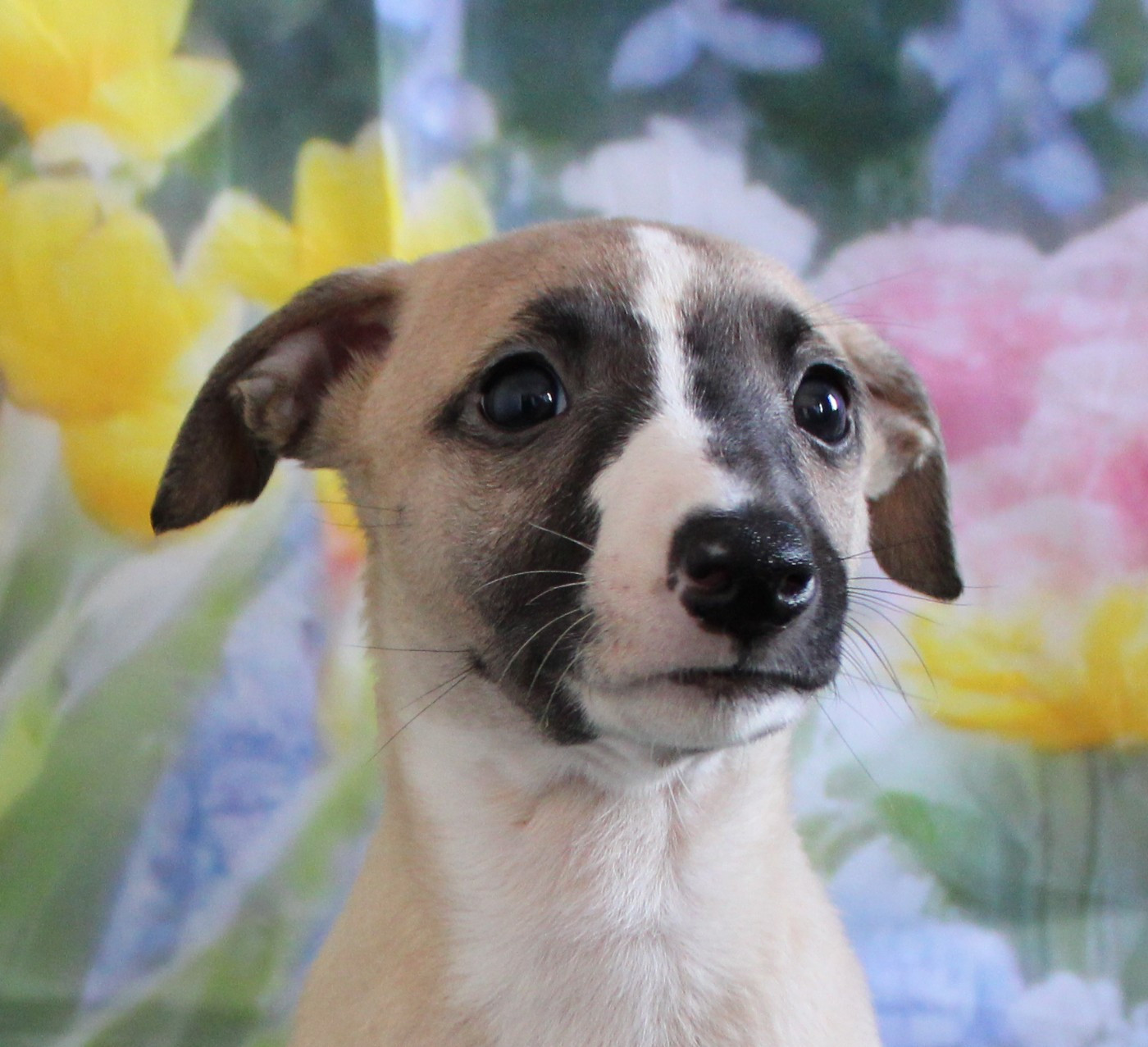 Des Filles D'eole - Chiots disponibles - Whippet
