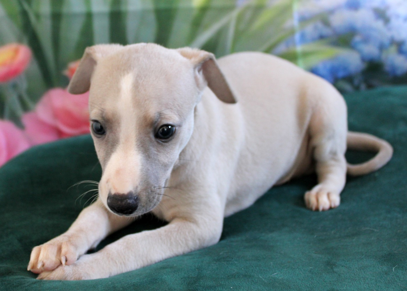 Des Filles D'eole - Chiots disponibles - Whippet