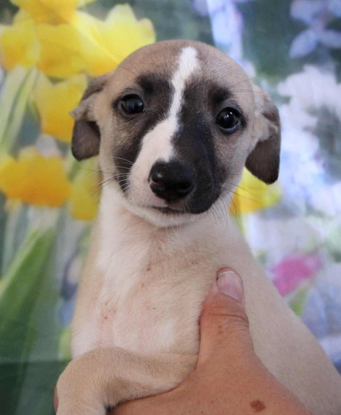 Des Filles D'eole - Chiots disponibles - Whippet