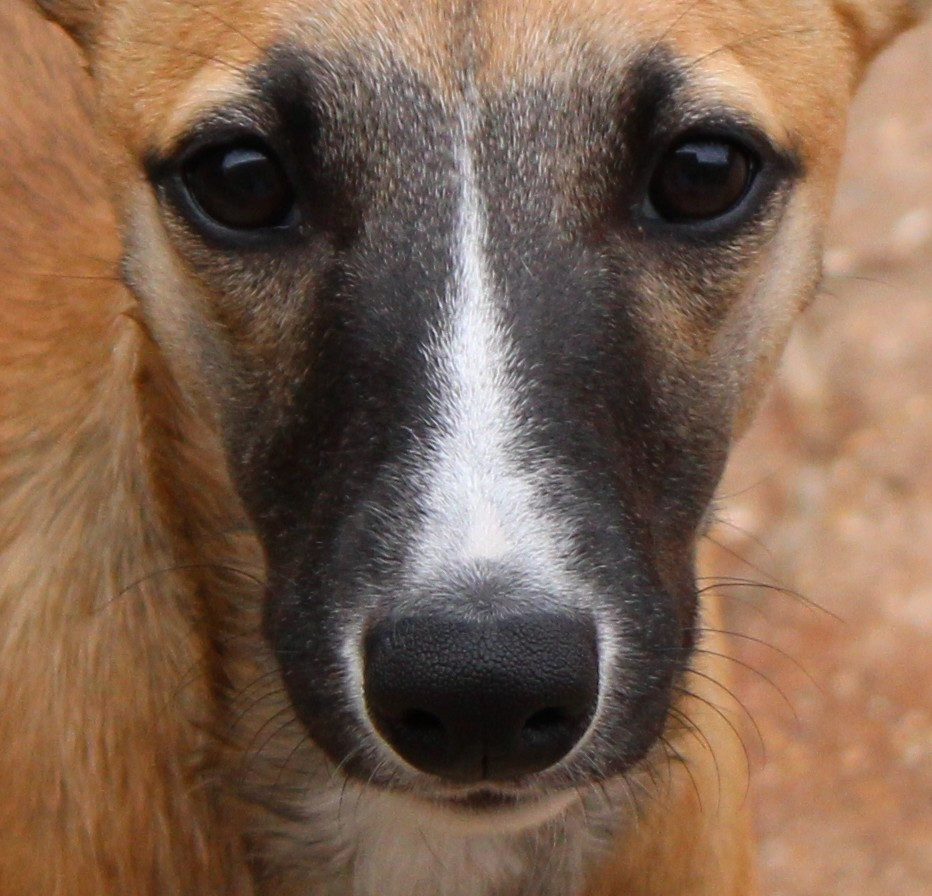 Des Filles D'eole - Chiots disponibles - Whippet