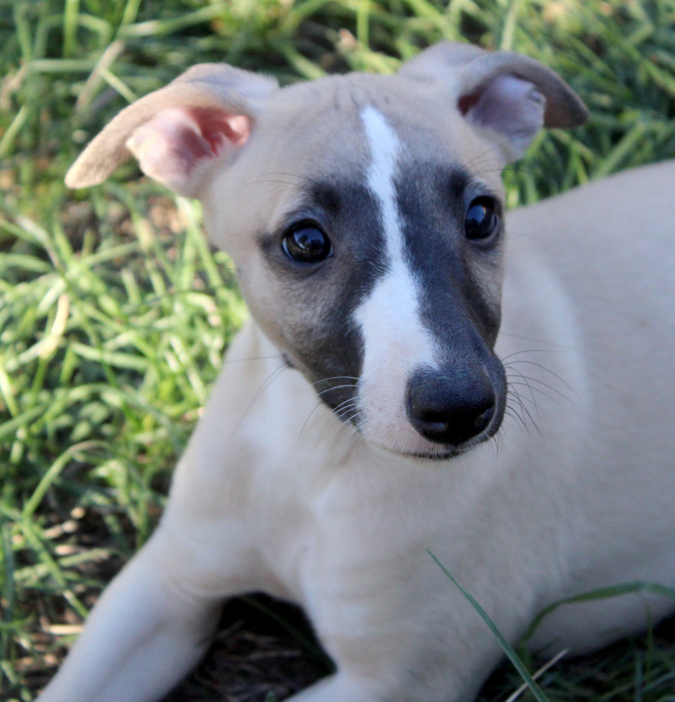 Des Filles D'eole - Chiots disponibles - Whippet