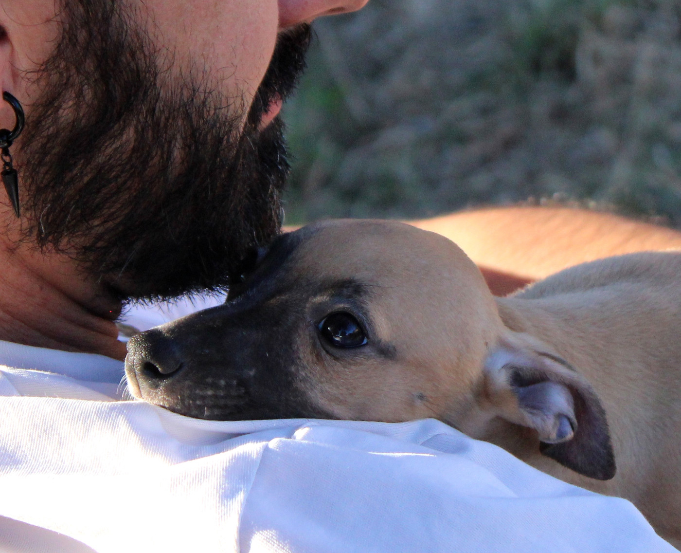 Des Filles D'eole - Chiots disponibles - Whippet