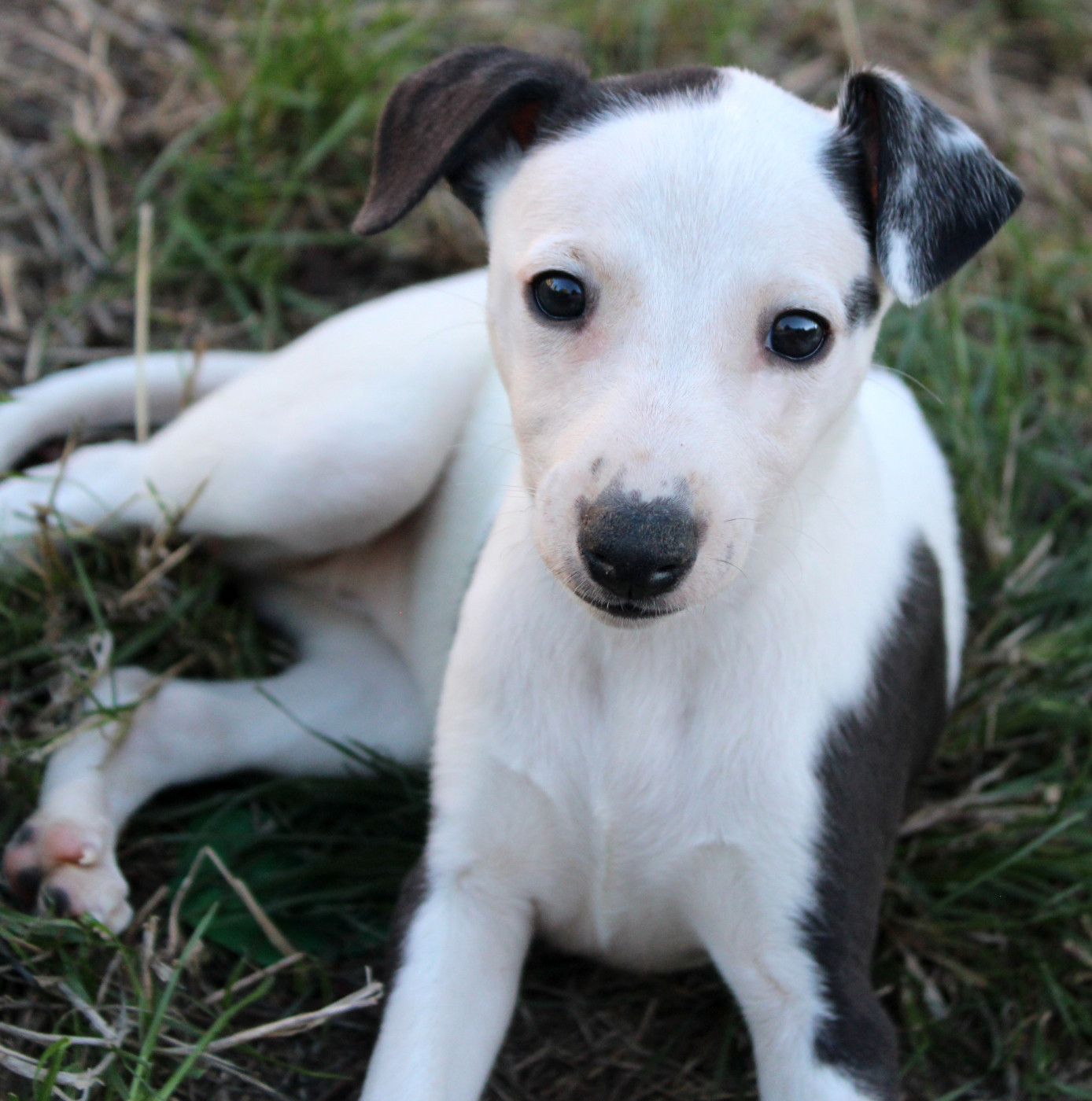 Des Filles D'eole - Chiots disponibles - Whippet