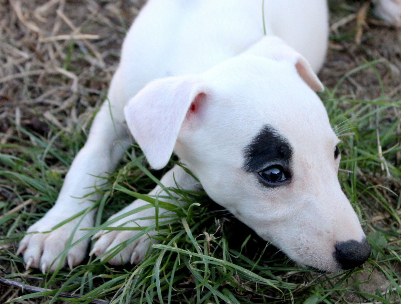 Des Filles D'eole - Chiots disponibles - Whippet