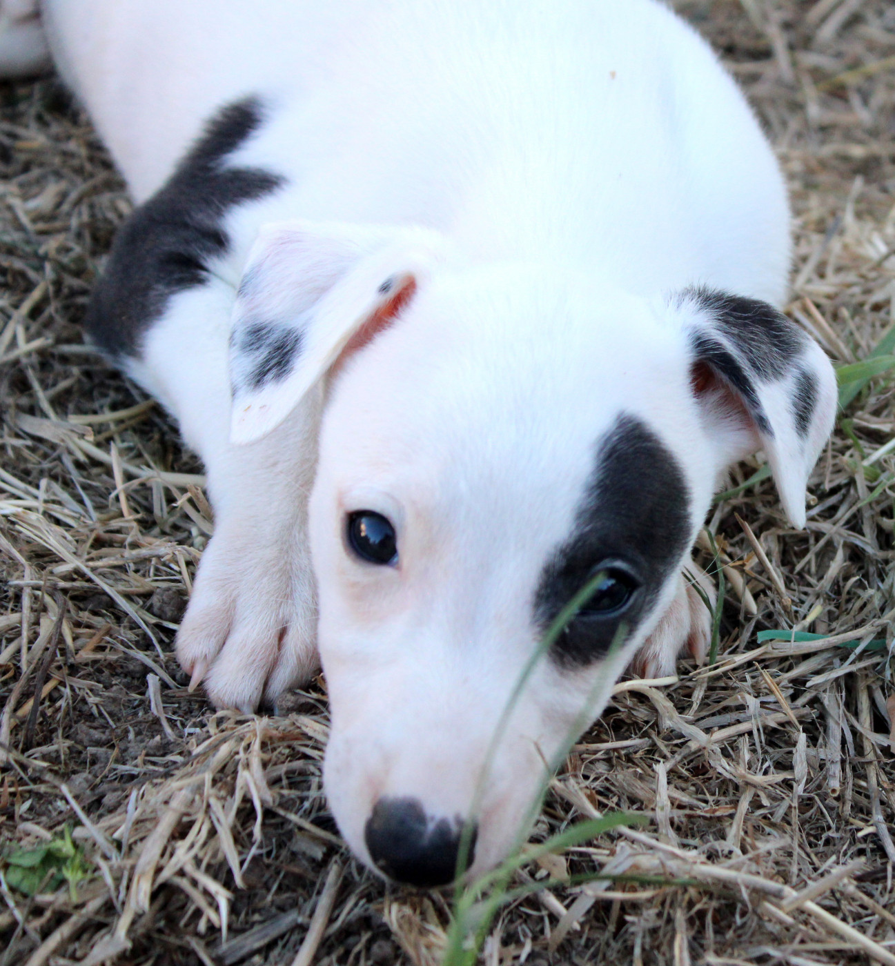 Des Filles D'eole - Chiots disponibles - Whippet