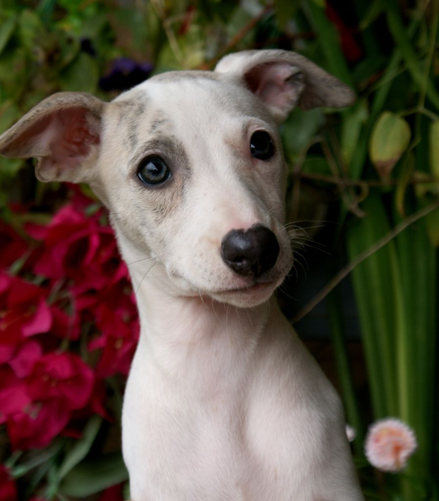 Des Filles D'eole - Chiots disponibles - Whippet