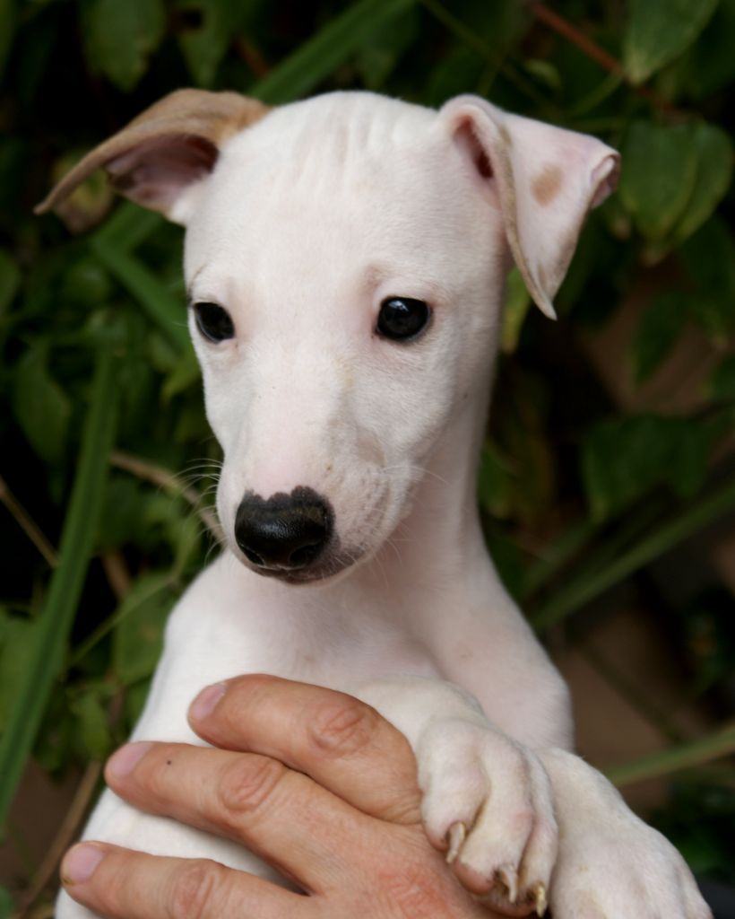 Des Filles D'eole - Chiots disponibles - Whippet