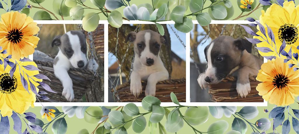 Chiot Whippet Des Filles D'eole