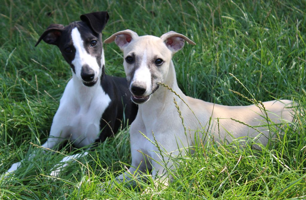 Cachorro Whippet Des Filles D'eole