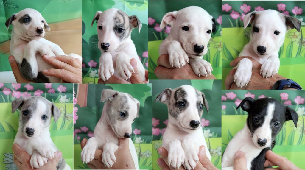 Cachorro Whippet Des Filles D'eole