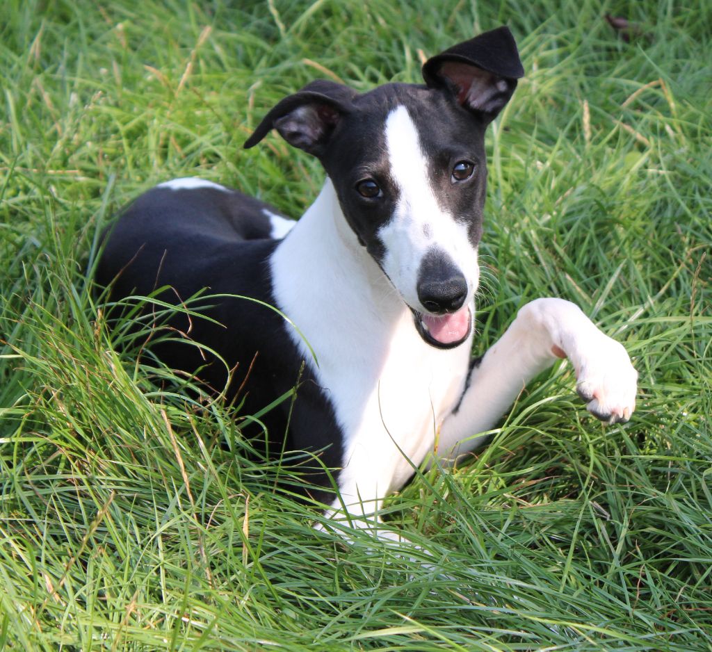 Des Filles D'eole - Chiots disponibles - Whippet