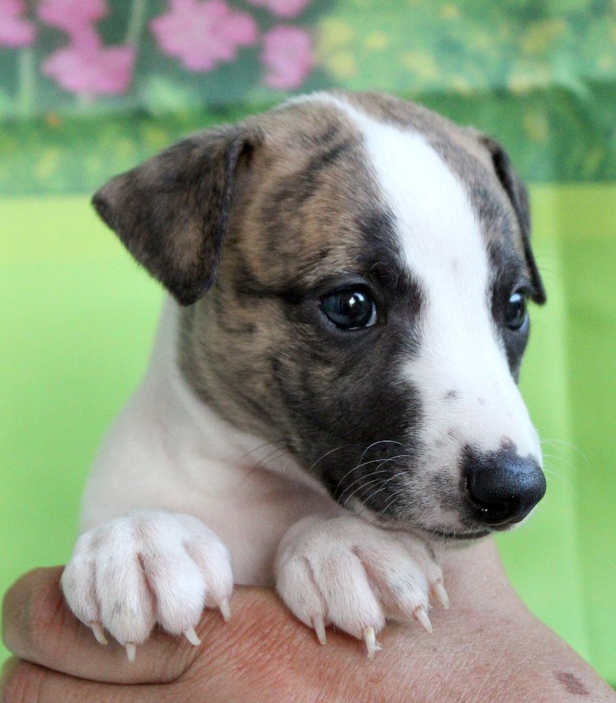 Des Filles D'eole - Chiots disponibles - Whippet