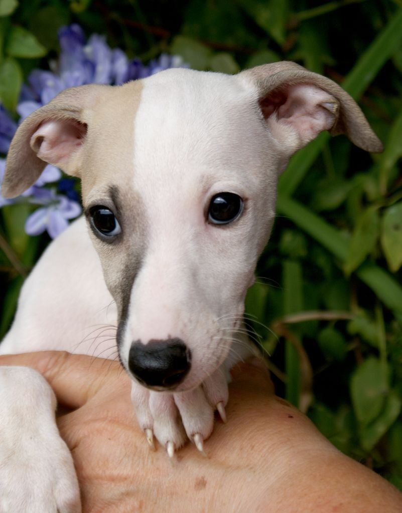Des Filles D'eole - Chiots disponibles - Whippet
