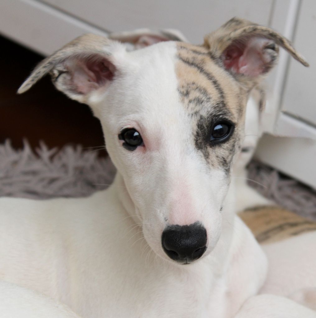 Des Filles D'eole - Chiots disponibles - Whippet
