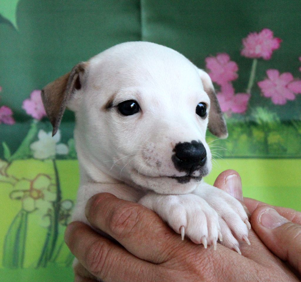 Des Filles D'eole - Chiots disponibles - Whippet