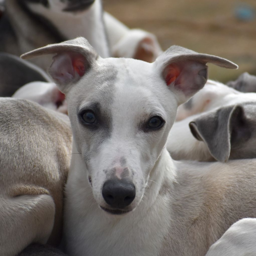 Chiot Whippet Des Filles D'eole