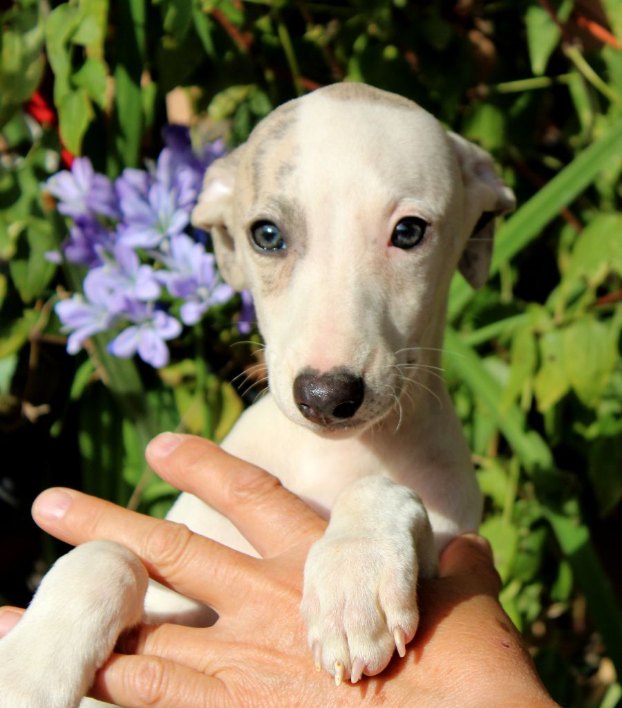 Des Filles D'eole - Chiots disponibles - Whippet