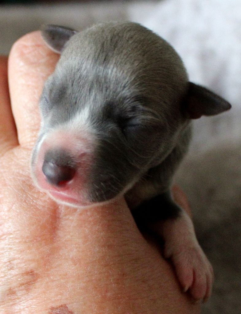 Des Filles D'eole - Chiots disponibles - Whippet