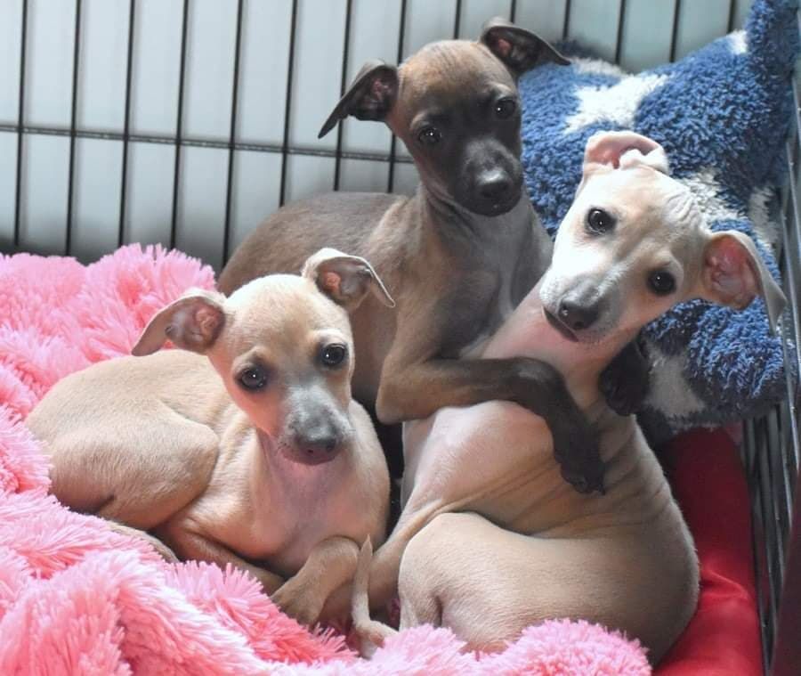 Chiot Petit Levrier Italien Des Filles D'eole