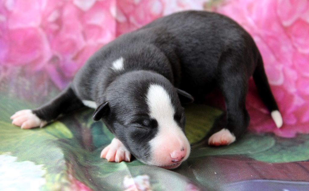 Des Filles D'eole - Chiots disponibles - Whippet