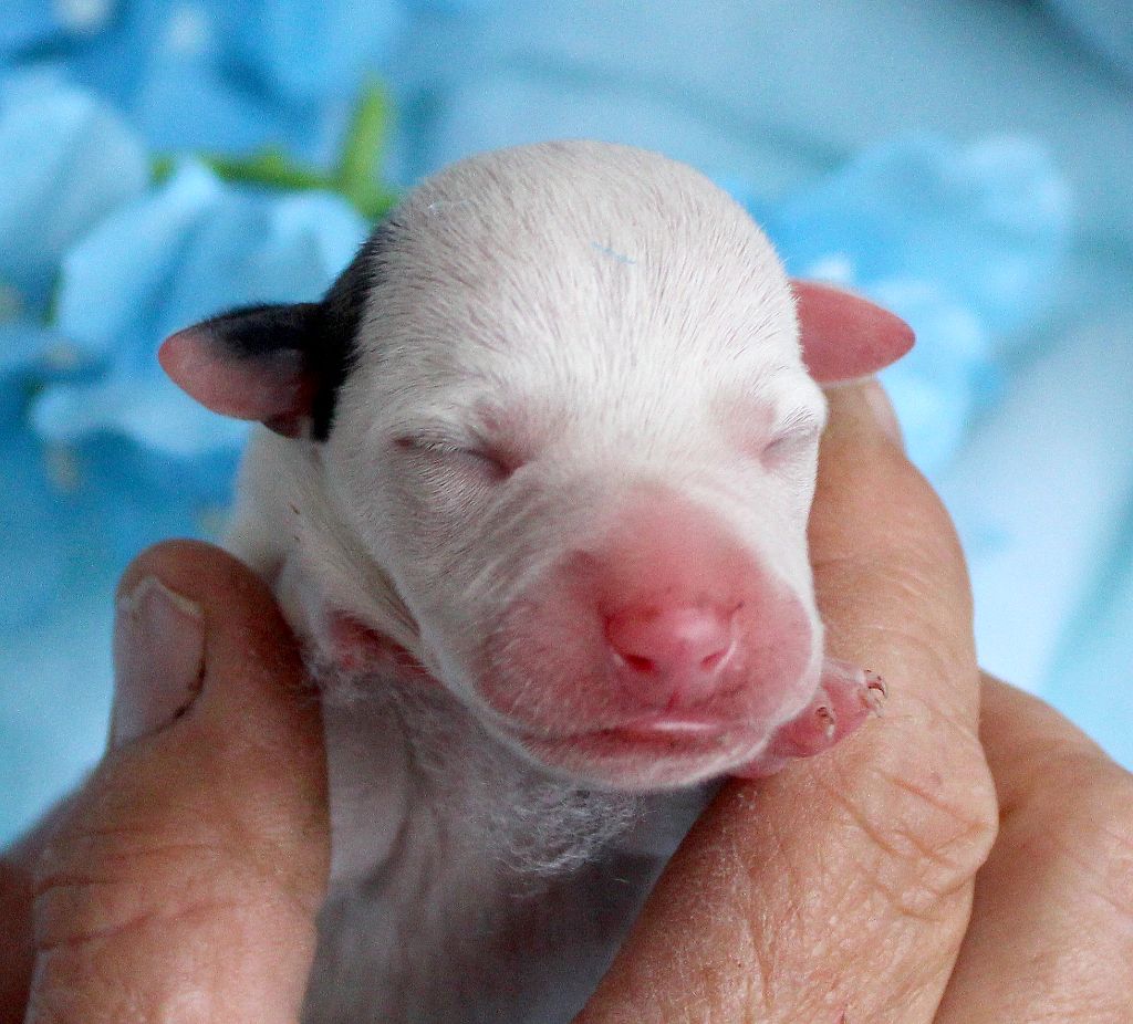 Des Filles D'eole - Chiots disponibles - Whippet