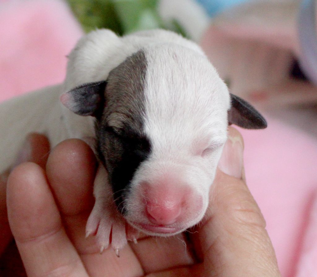 Des Filles D'eole - Chiots disponibles - Whippet