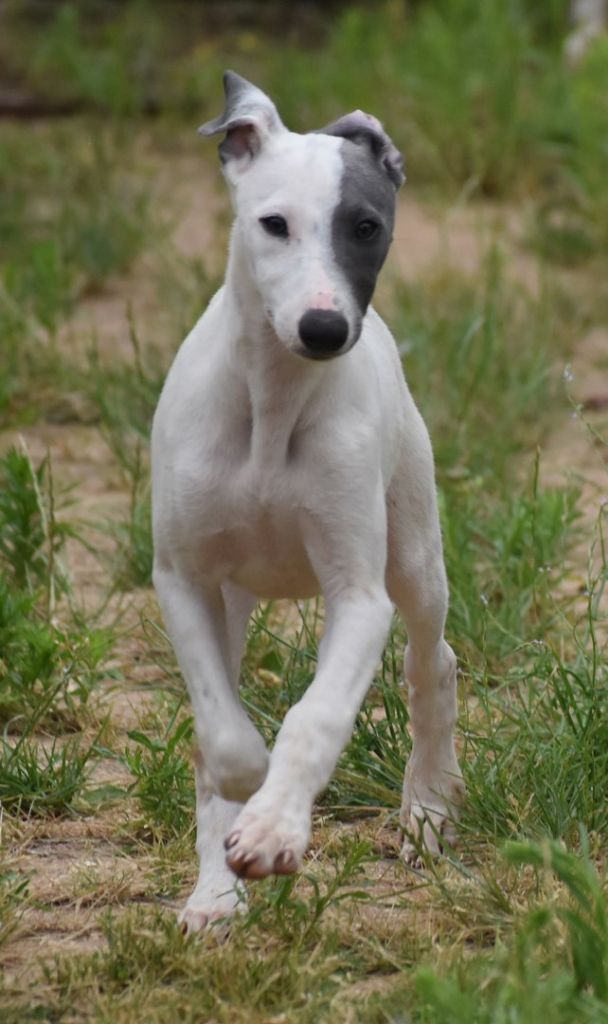 Des Filles D'eole - Whippet - Portée née le 23/04/2022