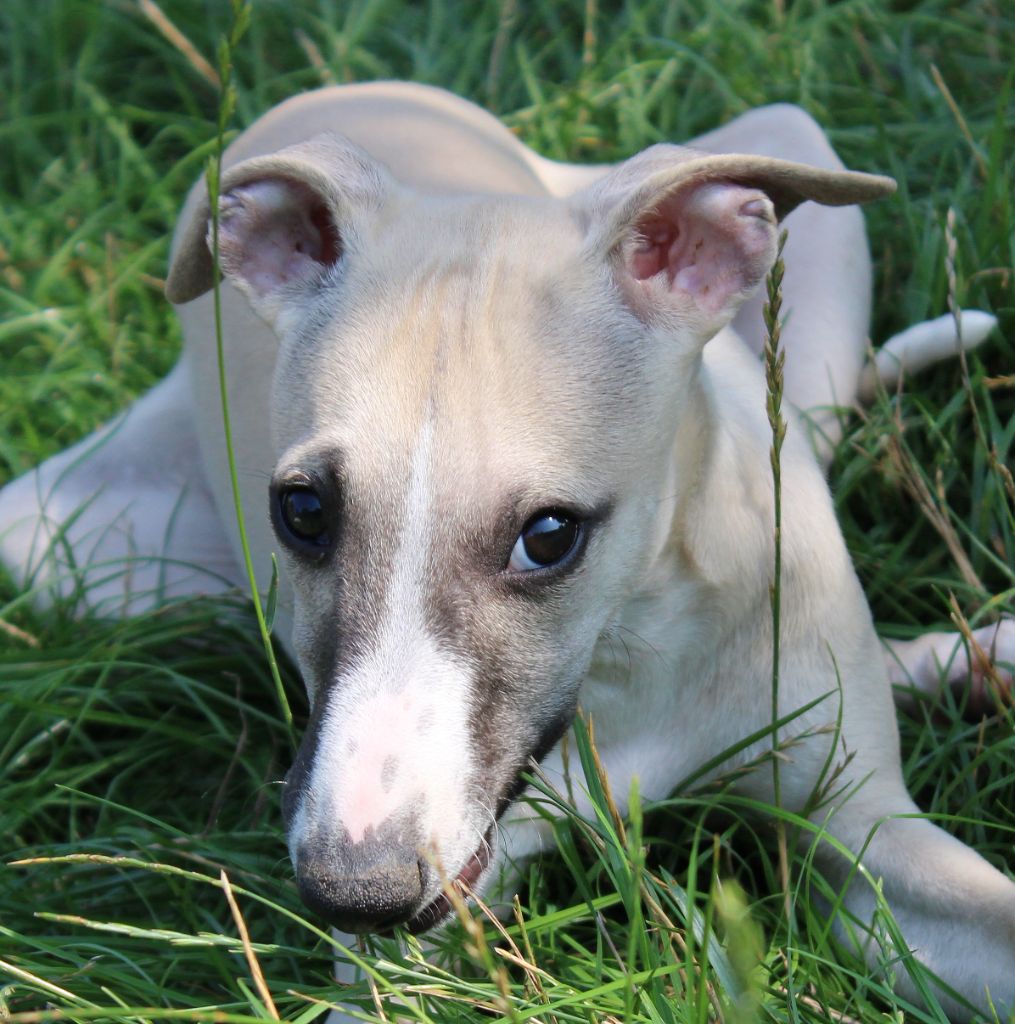 Des Filles D'eole - Chiots disponibles - Whippet