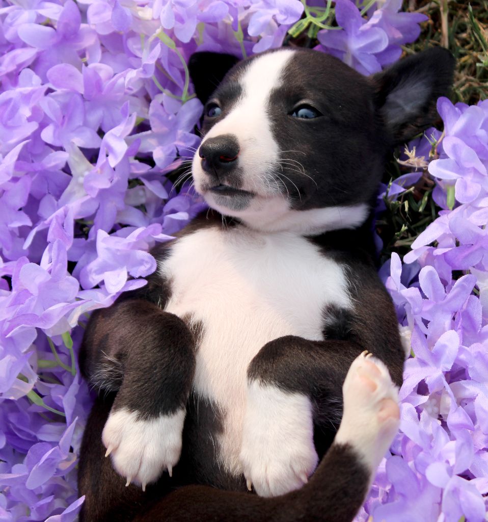 Des Filles D'eole - Chiots disponibles - Whippet