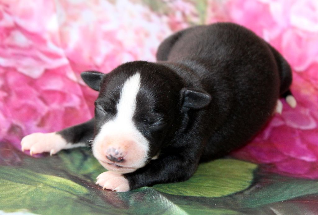 Des Filles D'eole - Chiots disponibles - Whippet