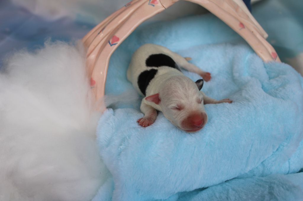 Des Filles D'eole - Chiots disponibles - Whippet