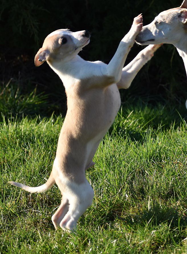 Des Filles D'eole - Whippet - Portée née le 04/11/2021