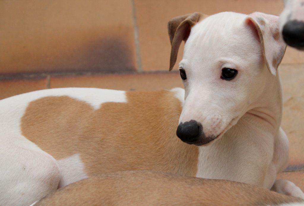 Des Filles D'eole - Chiots disponibles - Whippet